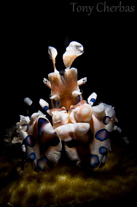 Stage Fright: Harlequin Shrimp Profile by Tony Cherbas 